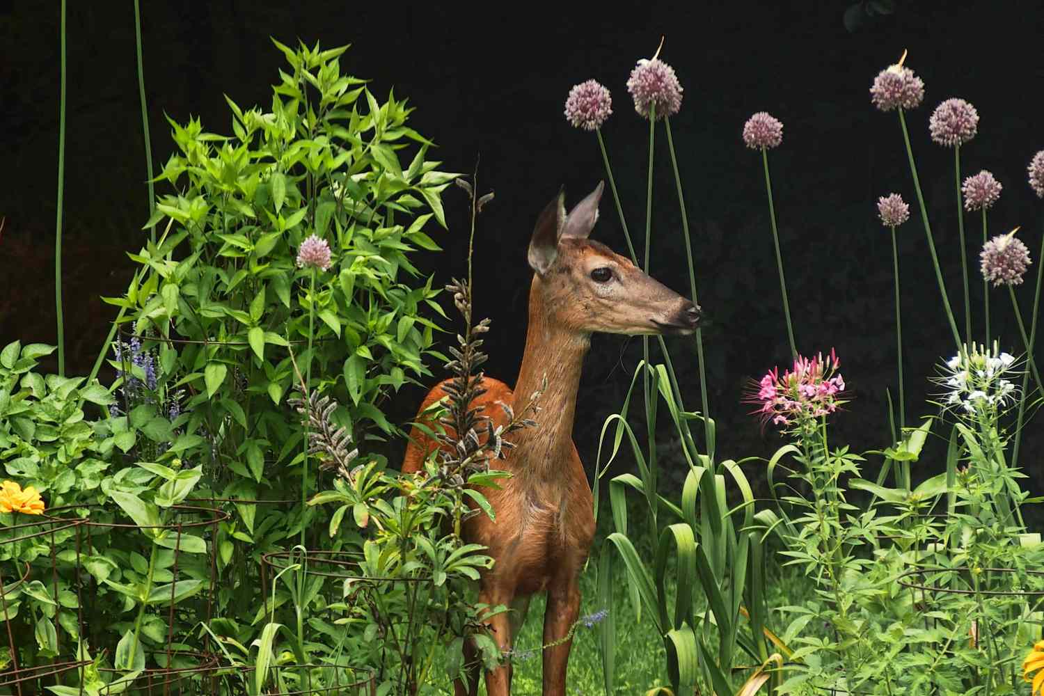 photo of a deer in a garden